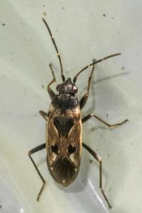 <i>Rhyparochromus vulgaris</i>