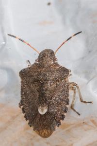 <i>Peribalus strictus</i>