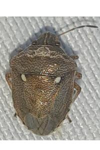 <i>Eysarcoris ventralis</i>