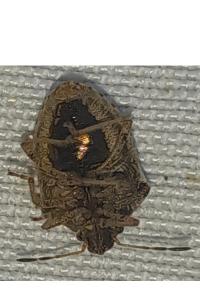 <i>Eysarcoris ventralis</i>
