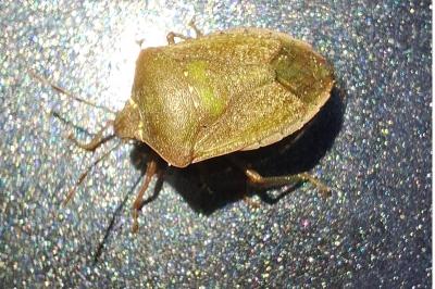 <i>Nezara viridula</i>