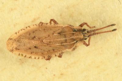 <i>Tingis auriculata</i>