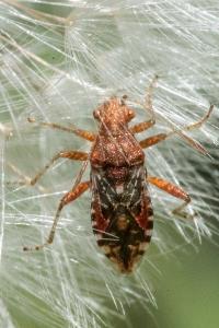 <i>Rhopalus subrufus</i>