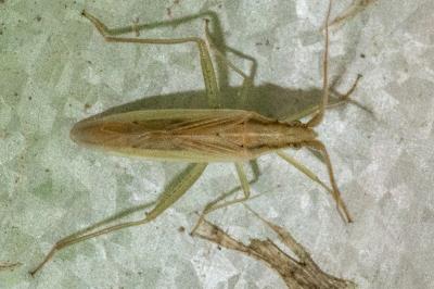 <i>Stenodema laevigata</i>