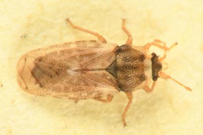 <i>Piesma maculatum</i>