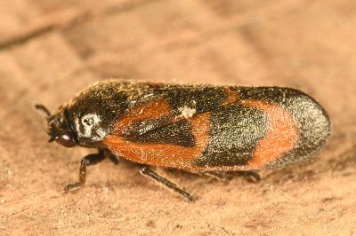 <i>Haematoloma dorsata</i>