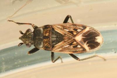 <i>Peritrechus lundii</i>