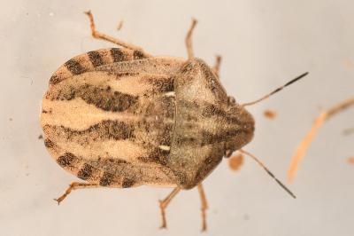 <i>Eurygaster testudinaria</i>