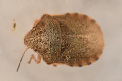 <i>Eurygaster testudinaria</i>