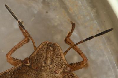<i>Eurygaster testudinaria</i>