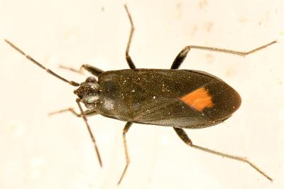 <i>Aphanus rolandri</i>
