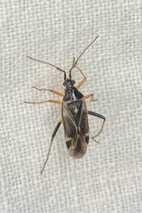 <i>Harpocera thoracica</i>