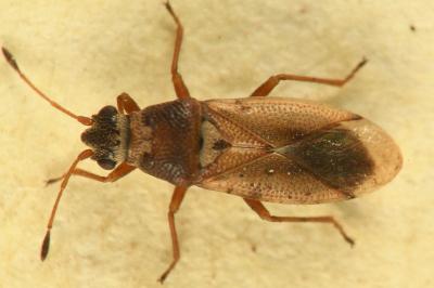 <i>Cymus melanocephalus</i>