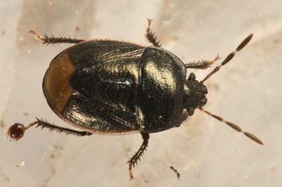 <i>Legnotus limbosus</i>