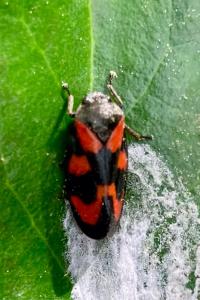 <i>Cercopis vulnerata</i>