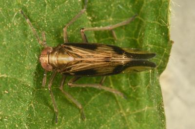 <i>Euides speciosa</i>