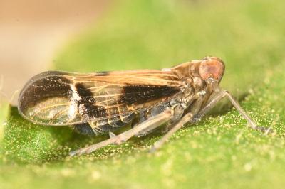 <i>Euides speciosa</i>
