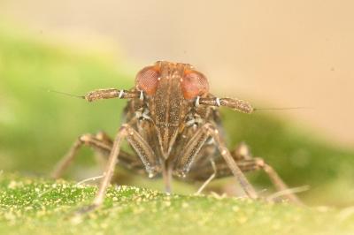 <i>Euides speciosa</i>