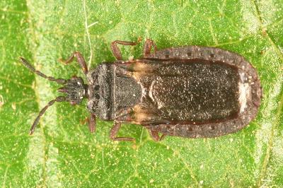 <i>Aneurus avenius</i>