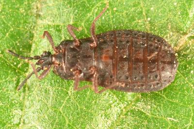 <i>Aneurus avenius</i>