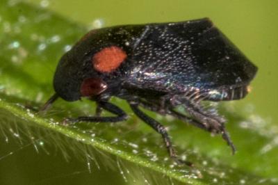 <i>Penthimia nigra</i>
