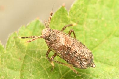 <i>Asiraca clavicornis</i>