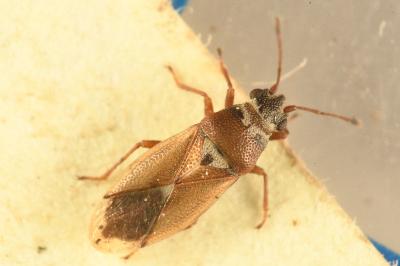 <i>Cymus melanocephalus</i>