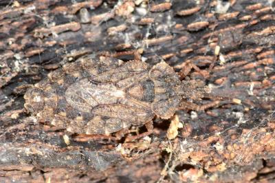 <i>Aradus brenskei</i>