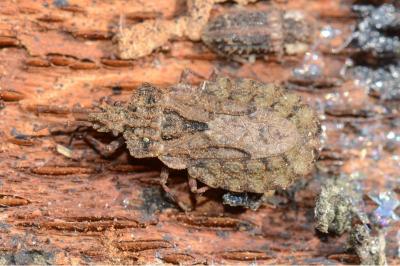 <i>Aradus conspicuus</i>