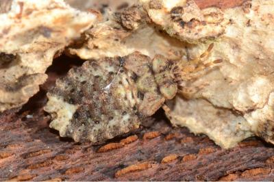 <i>Aradus conspicuus</i>