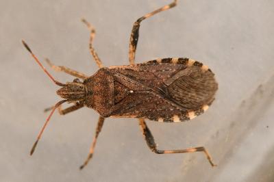 <i>Ceraleptus gracilicornis</i>