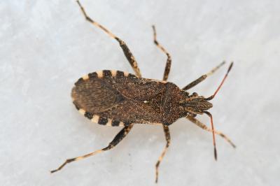 <i>Ceraleptus gracilicornis</i>