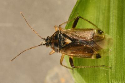 <i>Harpocera thoracica</i>