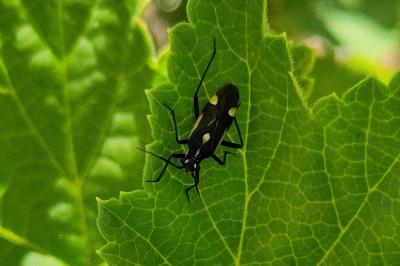 <i>Capsodes sulcatus</i>