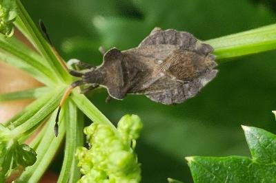 <i>Enoplops scapha</i>