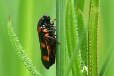 <i>Cercopis intermedia</i>