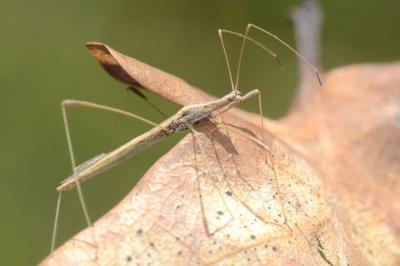 <i>Neides aduncus</i>