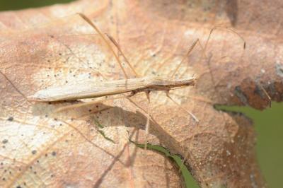 <i>Neides aduncus</i>