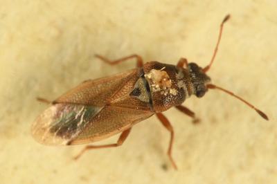 <i>Cymus melanocephalus</i>