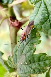 <i>Capsodes flavomarginatus</i>