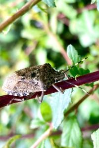 <i>Rhaphigaster nebulosa</i>