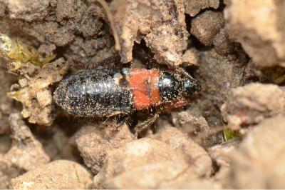 <i>Prostemma sanguineum</i>