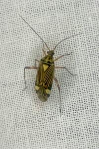 <i>Rhabdomiris striatellus</i>
