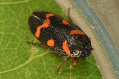 <i>Cercopis intermedia</i>