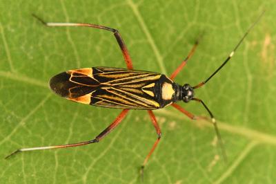 <i>Miris striatus</i>
