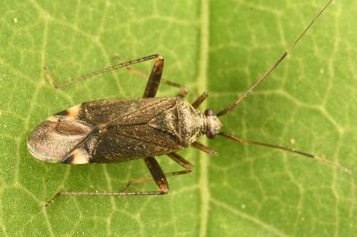 <i>Closterotomus fulvomaculatus</i>