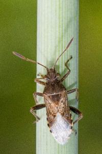 <i>Stictopleurus</i>