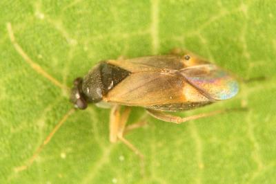 <i>Plesiodema pinetella</i>