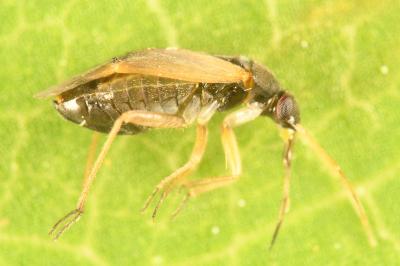 <i>Plesiodema pinetella</i>
