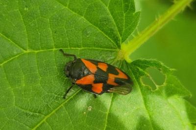 <i>Cercopis vulnerata</i>